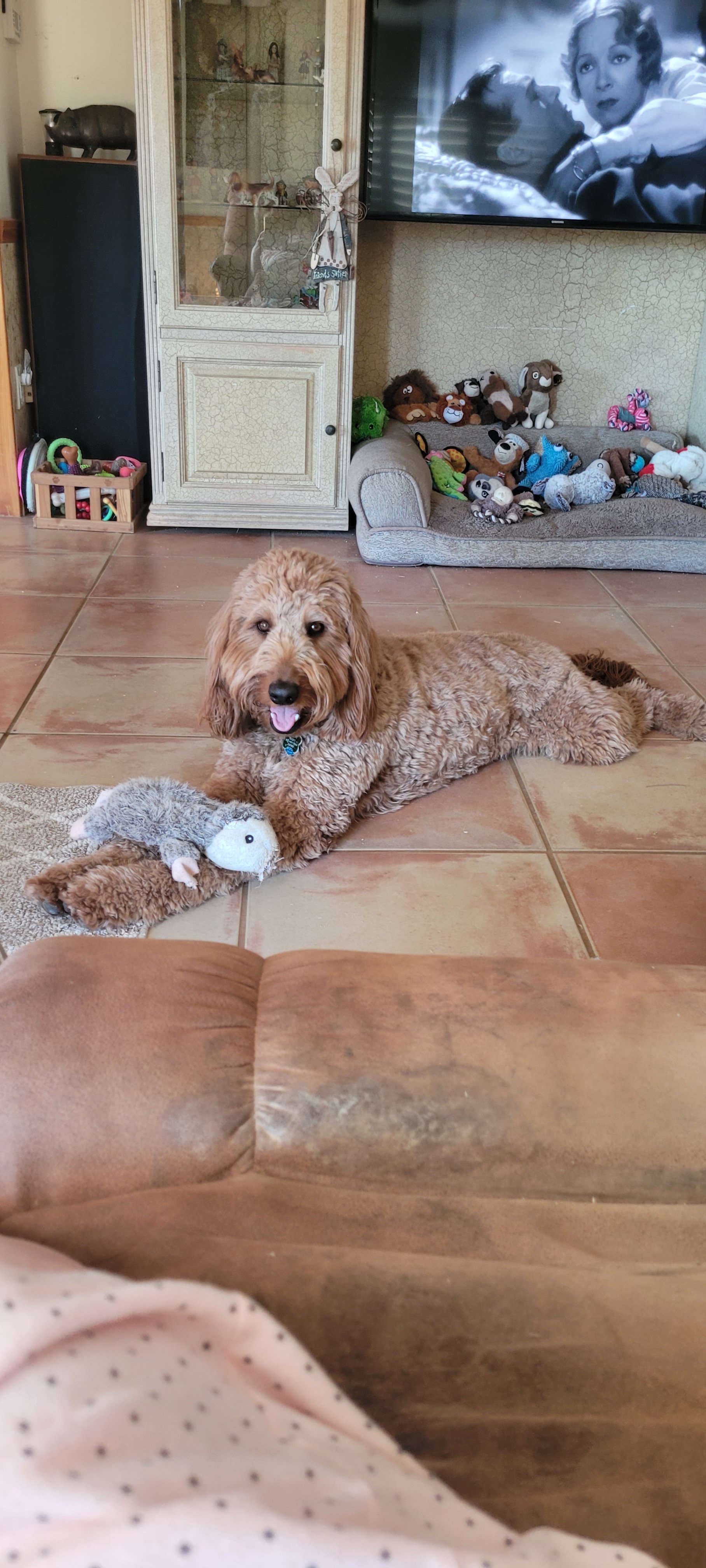 Rusty is a goldendoodle.  He will be 3 on 7/31/2024.  A couple of weeks ago, I was watching THE INCREDIBLE JOURNEY on TV.  Rusty usually does not watch TV, although I noticed he was extremely attentive to the part where a dog was chasing a rabbit.  The rabbit got away.  Rusty then went to his toys, rummaged through them, and got his stuffed rabbit and dropped it into my lap!  A few minutes later he went and got his stuffed bear, which he had not played with since he was a puppy.  He dropped that toy into my lap.  I remembered the scene prior to chasing the rabbit where a bear was attacking the 2 dogs!  Rusty really amazed me!