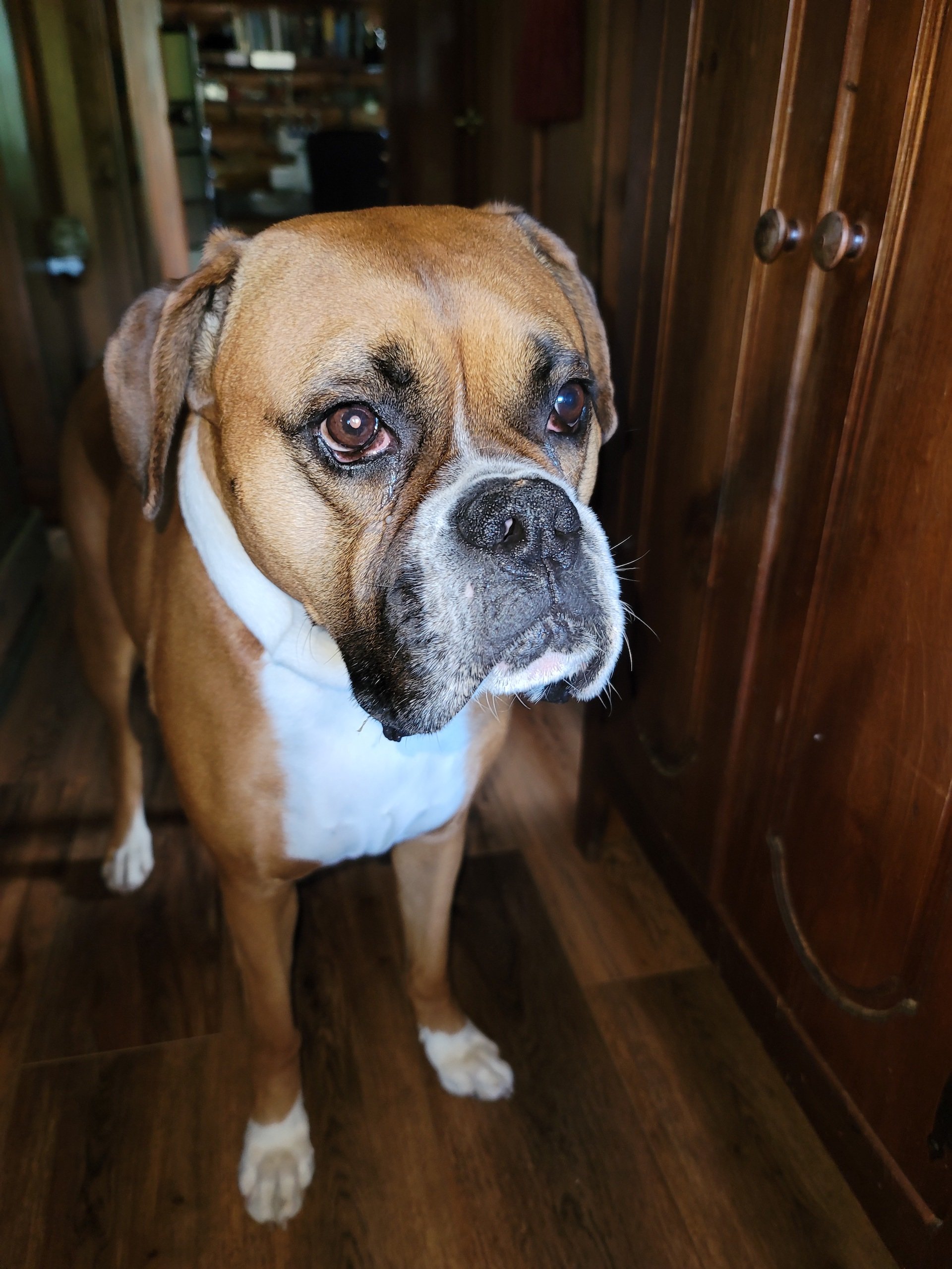 This is Marlee.  She is a 4 yr old very spoiled boxer.