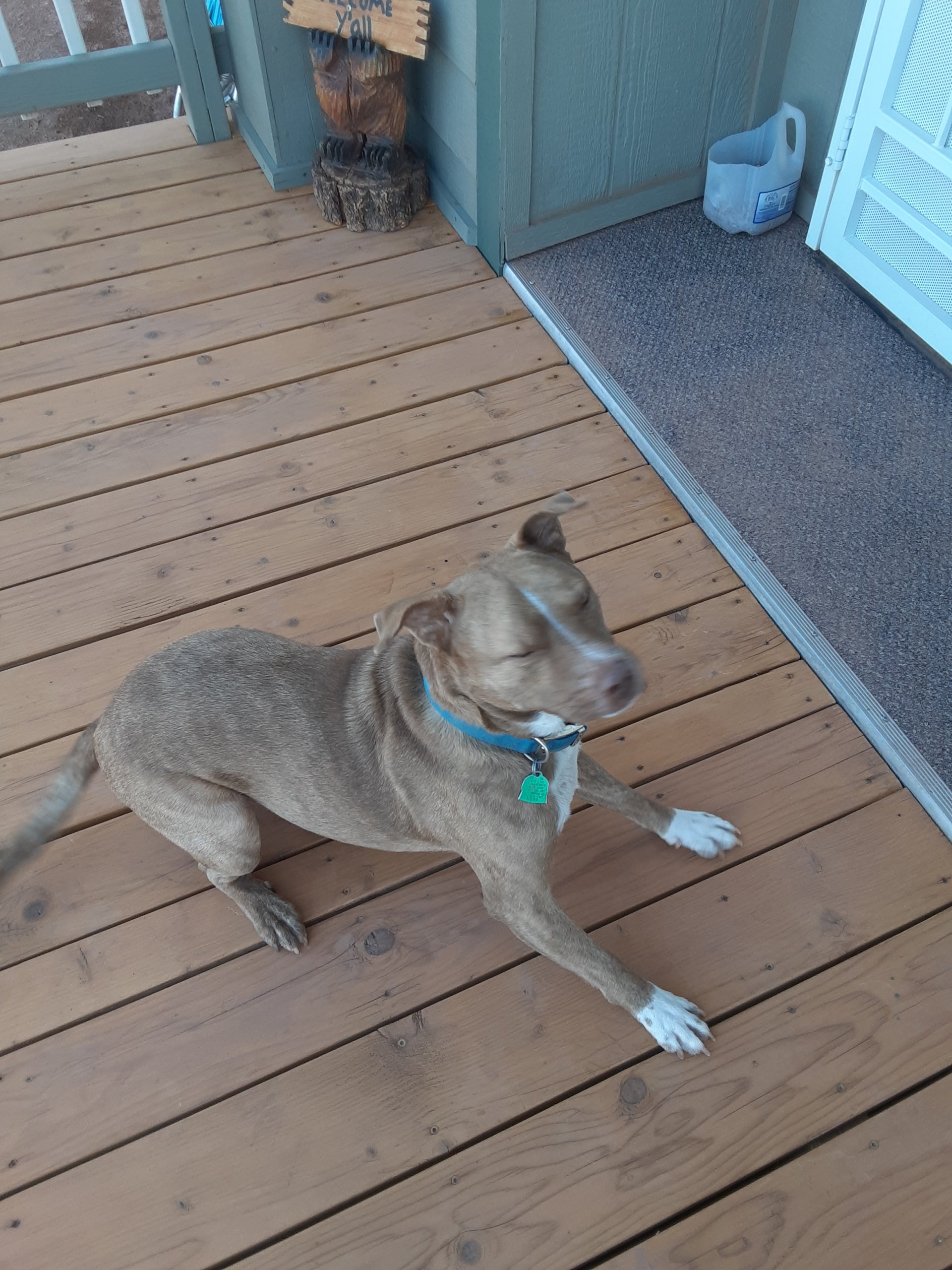 This is Boi (Boy) the only name he knew after abandoned as a pup until God sent us to his rescue.  He is a Brown Nose Pit.  He's small but mighty.  He talks but not in a soft voice.  He's sweet and deeply loved.🕊️