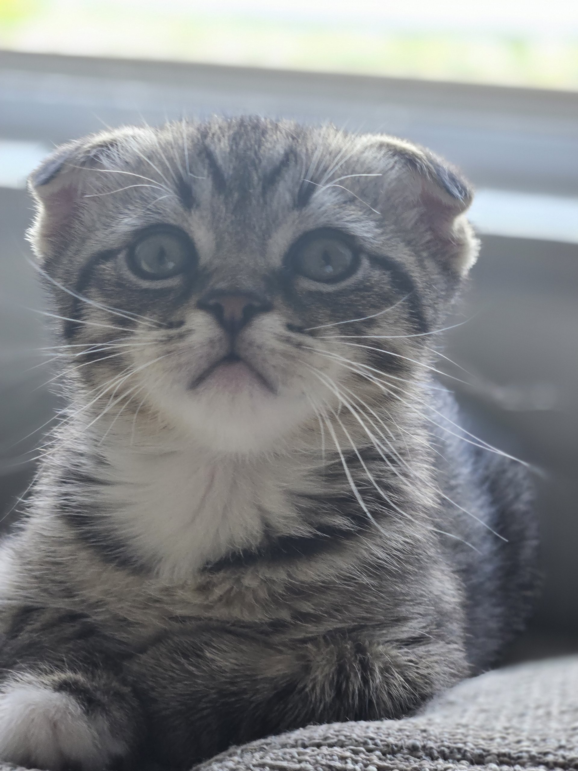 I have a scottish fold and his name is Noah. He's the sweetest lill guy, full of energy and spunk!